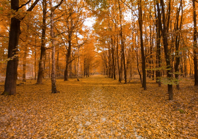 Fall Leaves in Forest