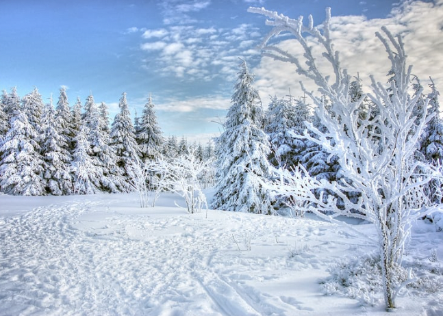 Snow on Trees in Winter