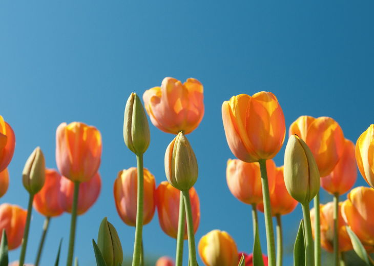 Tulips In Spring